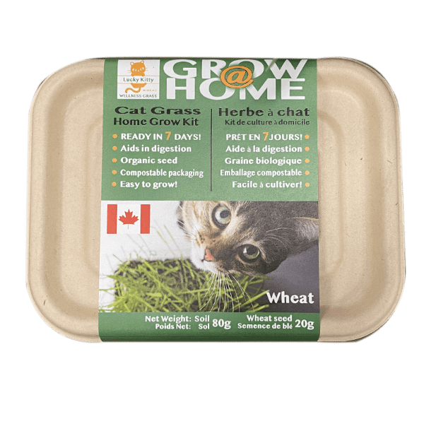 Cat Grass Home Grow Kit, Wheat