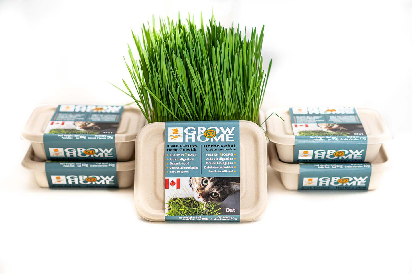 Cat Grass Home Grow Kit, Oat