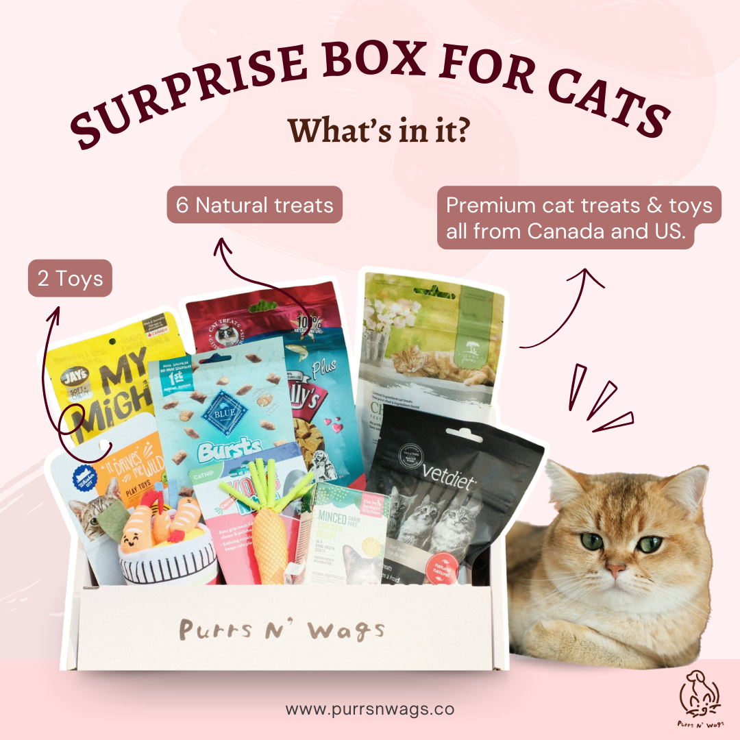 Customized Surprise Box For Cats