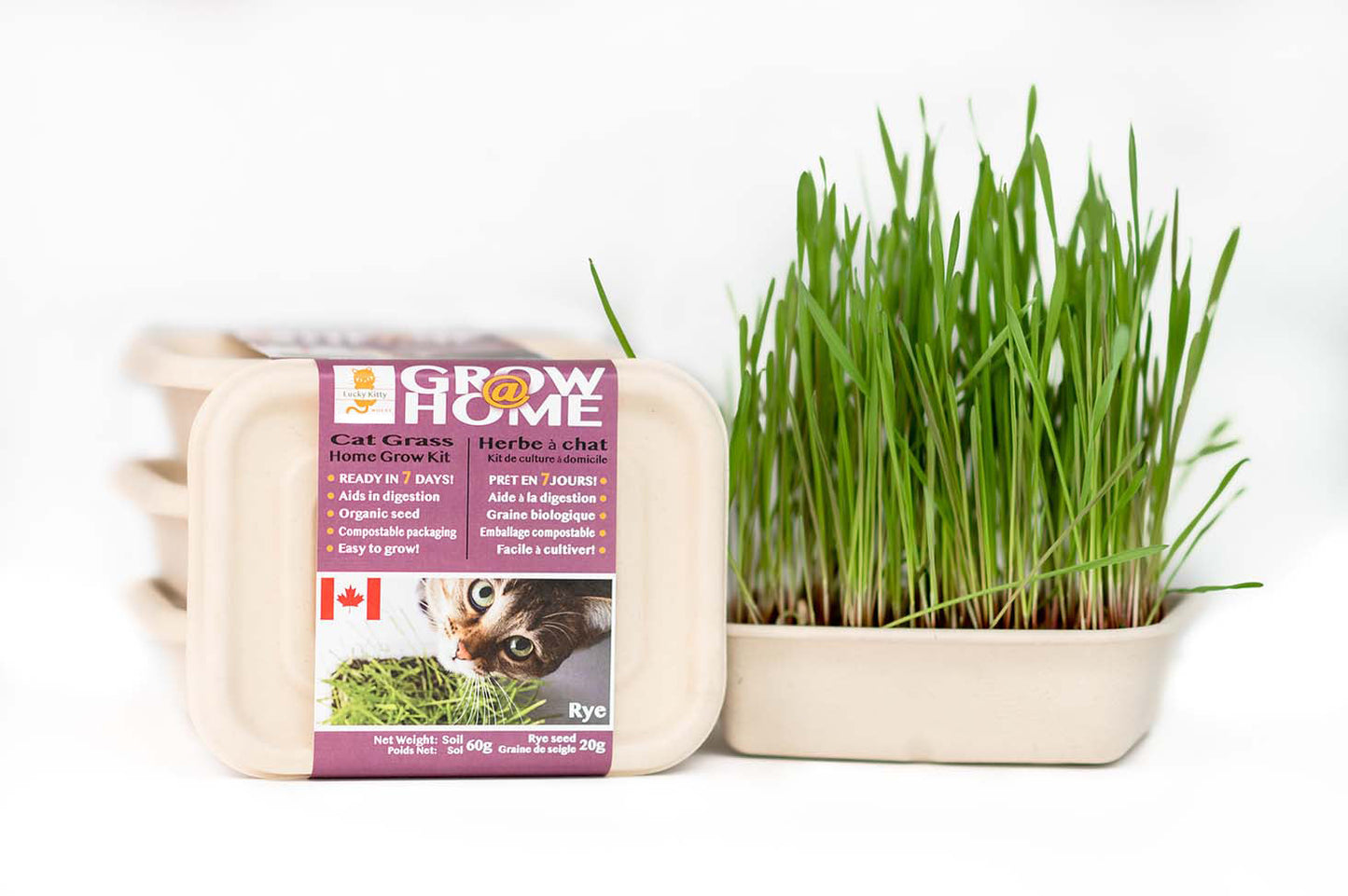 Cat Grass Home Grow Kit, Rye