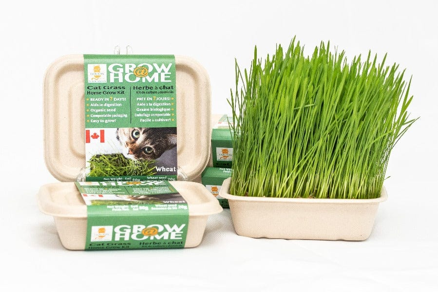 Cat Grass Home Grow Kit, Wheat